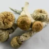 Buy Penis Envy Mushrooms UK