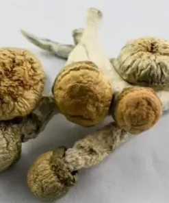 Buy Penis Envy Mushrooms UK