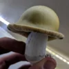 Buy Gold Caps Mushrooms UK
