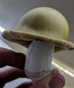 Buy Gold Caps Mushrooms UK